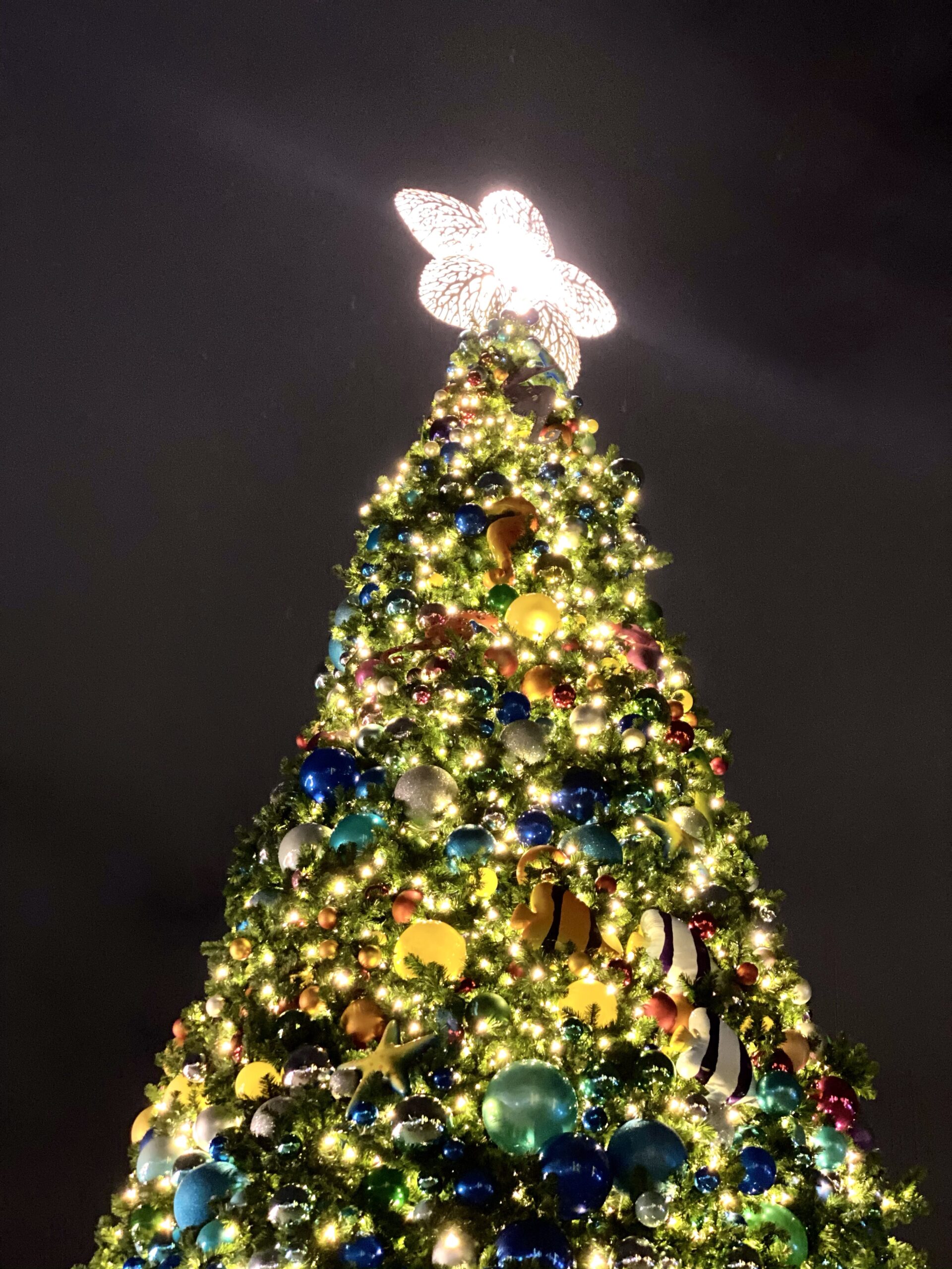 SeaWorld's Christmas Celebration Orlando Overview, Tips, Map, & More