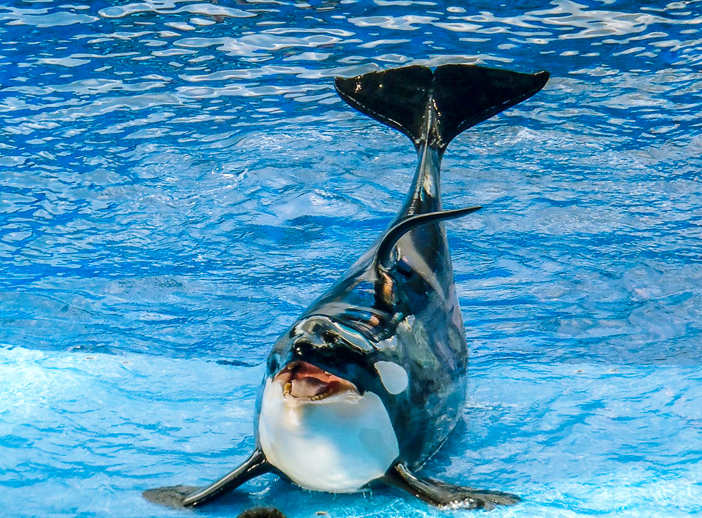 Explore all the animals like this Orca with SeaWorld Tickets 2 for $49
