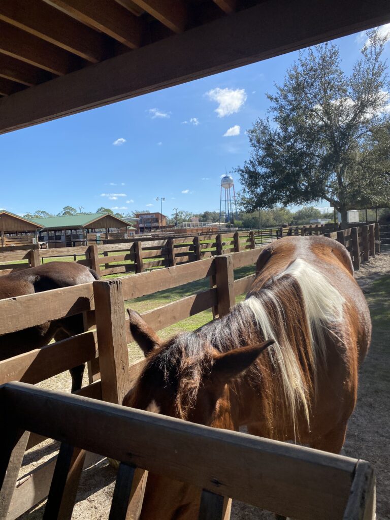 Westgate Horseback riding on the 1,700 acre ranch with brown and multi colored horses