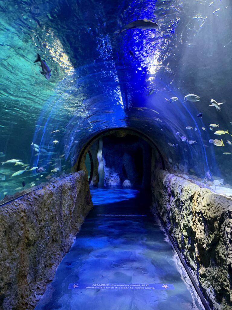 Sea Life Orlando Tunnel of Glass for observing many different species