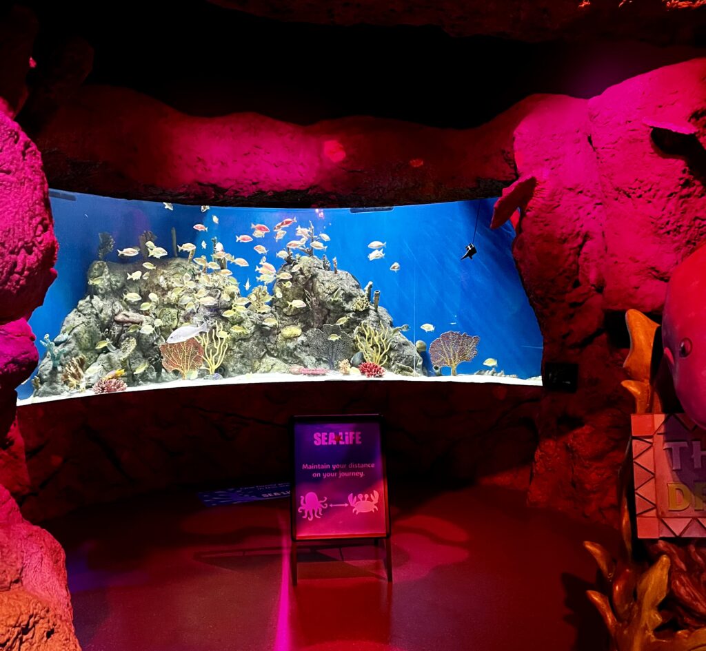 Different Exhibits showcasing animals all over the world at Sea Life Orlando