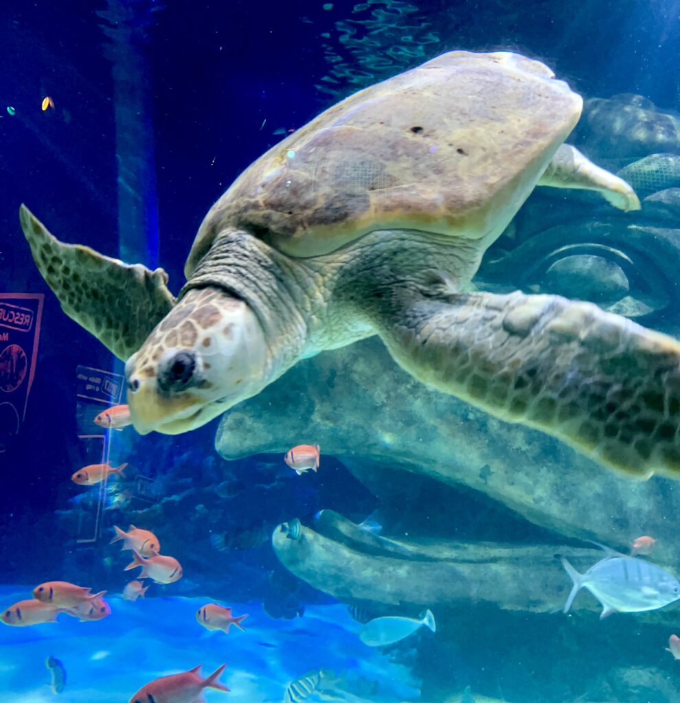 Sea Life Orlando Sea Turtle
