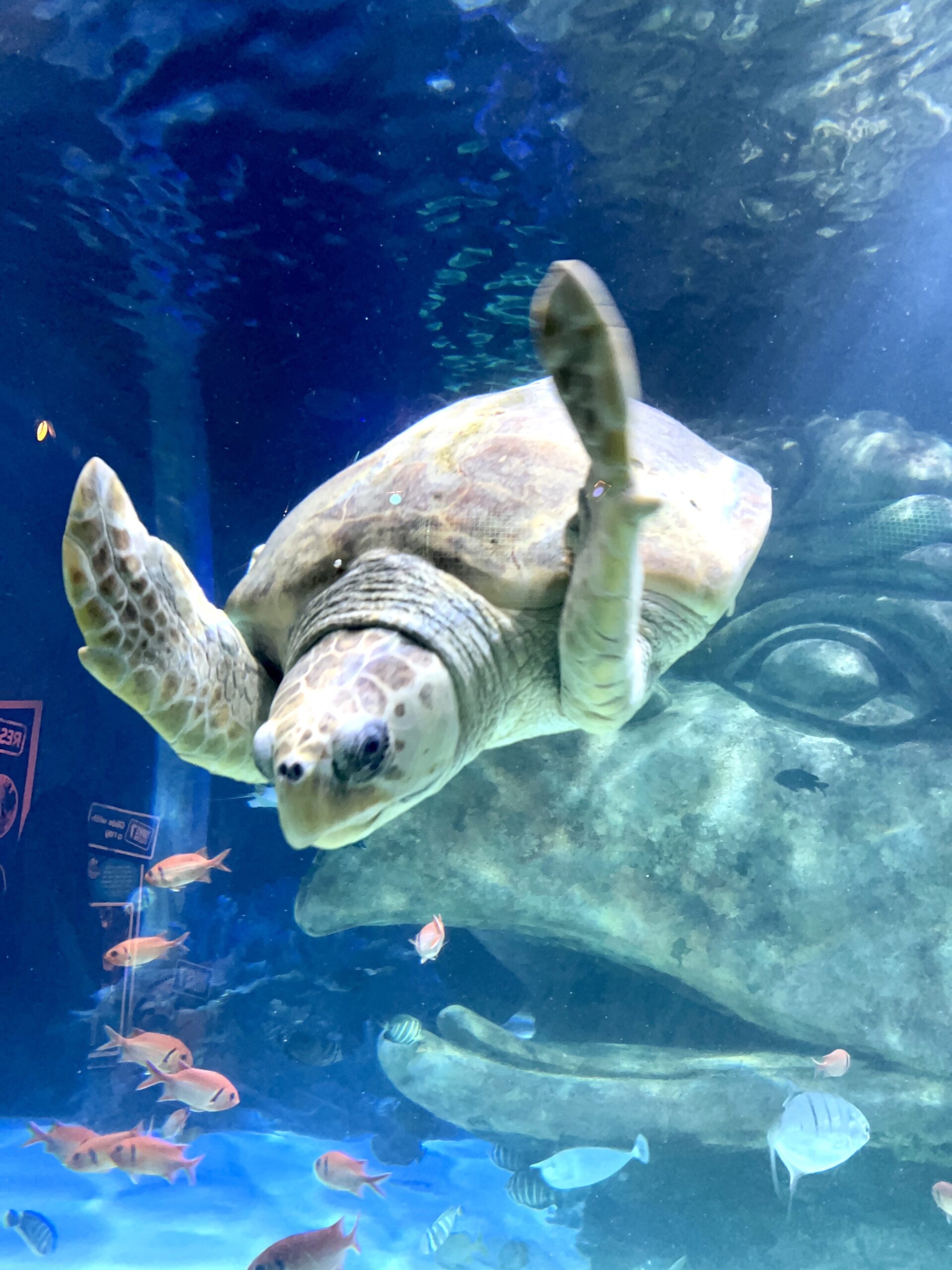 Sea Life Orlando Sea Turtle - Magical Getaway Blog