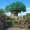 Disneys_Animal_Kingdom_Tree_of_Life_view_yIBhYz.jpeg.jpg